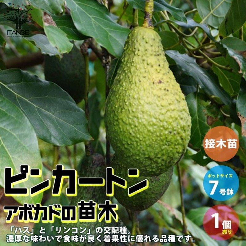 アボカド｜【植物のITANSE】全品送料無料・即出荷!