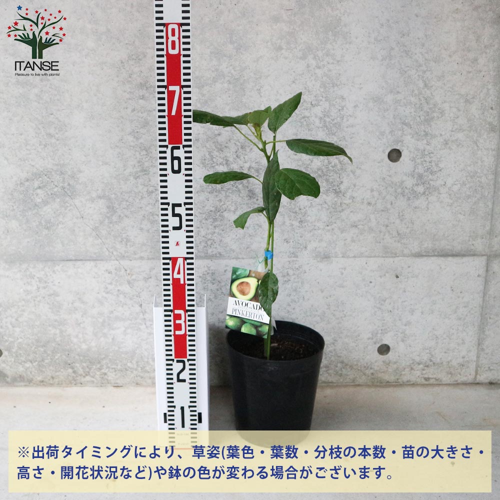 アボカド ピンカートン【果樹の苗木 7寸大苗 2年生 接木苗木／1個売り