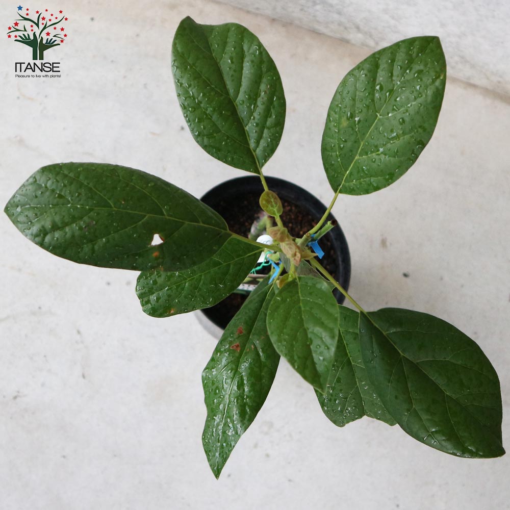 アボカド ピンカートン【果樹の苗木 7寸大苗 2年生 接木苗木／1個売り