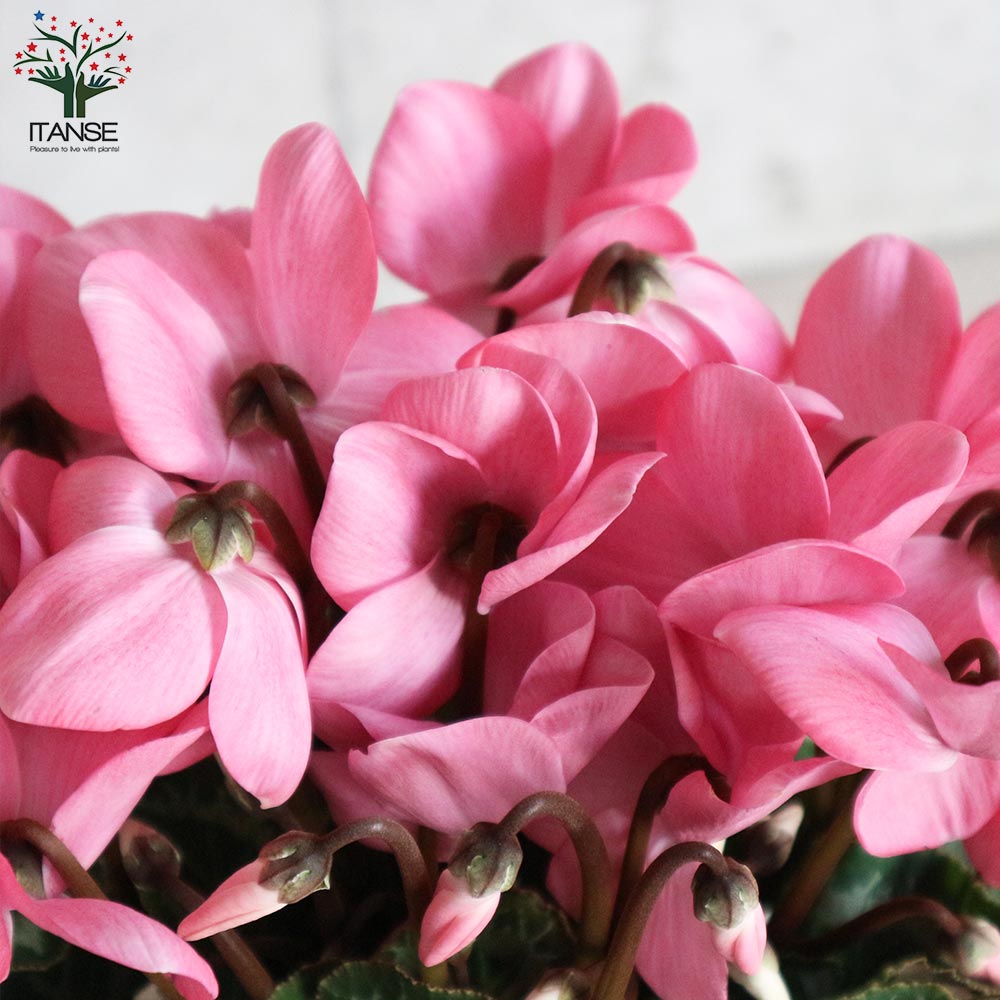 シクラメン ココア 開花株【花苗 5号ポット 底面給水鉢／1個売り