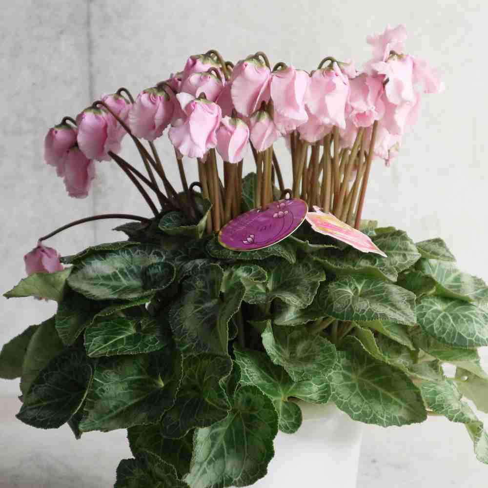 シクラメン カンパーナピンク 開花株【花苗 5号ポット 底面給水鉢／1個売り】