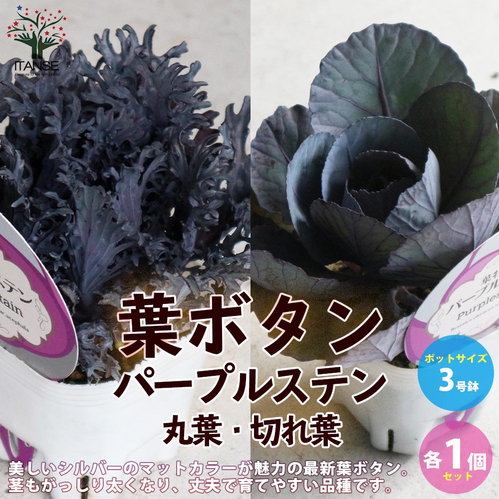 葉ボタン パープルステン丸葉・切れ葉(神戸ジェンヌ)【花苗 3号ポット苗／各1個セット】