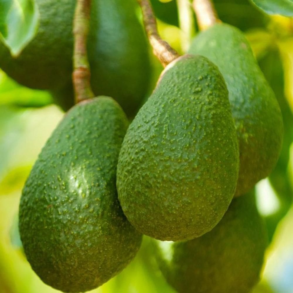 アボカド エッティンガー 接木苗 Amazon.co.jp: 【予約受付中】アボカド エッティンガー 1年生接木苗 中