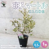 斑入マートル (斑入銀梅花)【庭木 4.5号ポット苗 花木・常緑低木苗／1個売り】|植木・花木