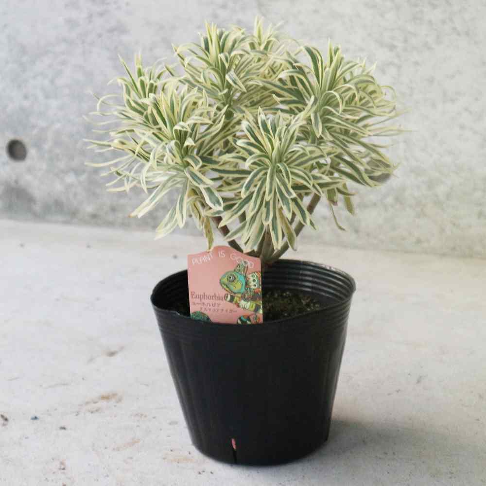 ユーフォルビア タスマニアンタイガー 【花苗 5号黒ポット／1個売り】