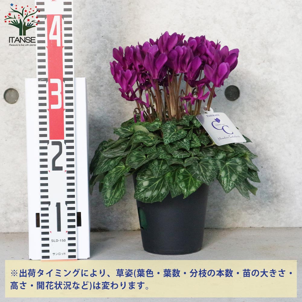 ブルーシクラメン 江戸ノ青（えどのあお）【花苗 5号底面給水鉢 開花株