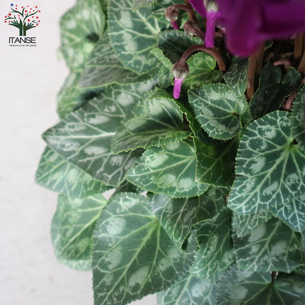 ブルーシクラメン 江戸ノ青（えどのあお）【花苗 5号底面給水鉢 開花株