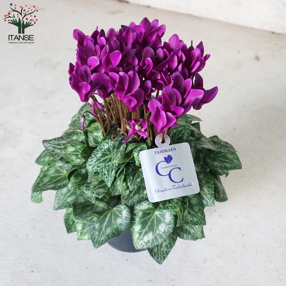 ブルーシクラメン 江戸ノ青（えどのあお）【花苗 5号底面給水鉢 開花株