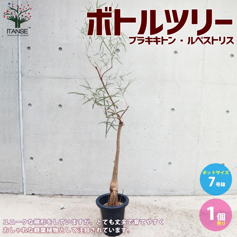 ボトルツリー (ブラキキトン・ルペストリス) 【観葉植物 Lサイズ