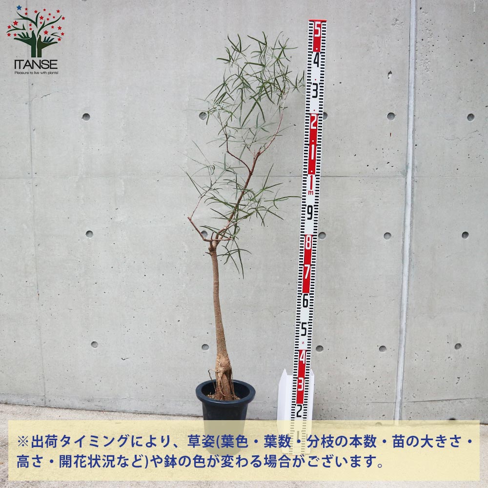 メルメル　ボトルツリー　ブラキキトン　210センチ　８号鉢　観葉植物 ボトルツリー (ブラキキトン・ルペストリス) 【観葉植物 Lサイズ