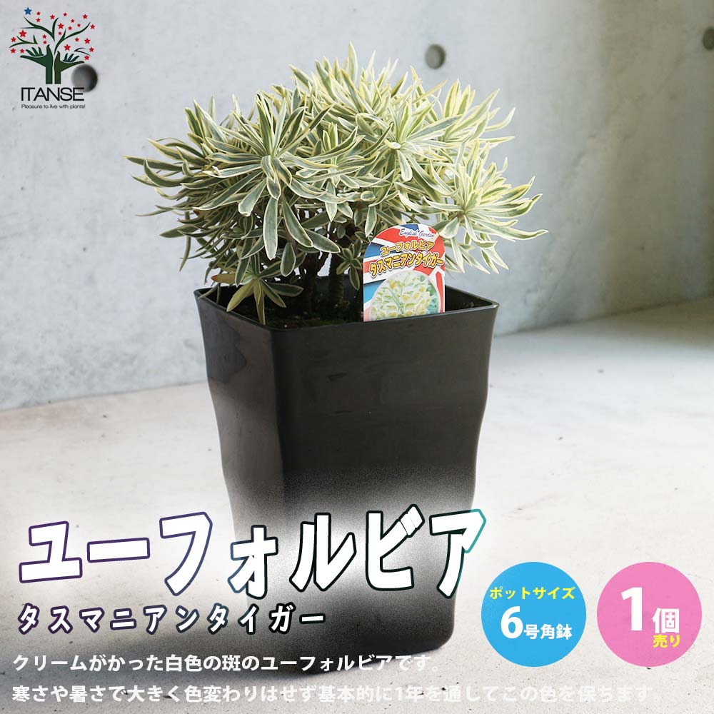 ユーフォルビア タスマニアンタイガー【花苗 6号角鉢大苗／お買い得2個セット】