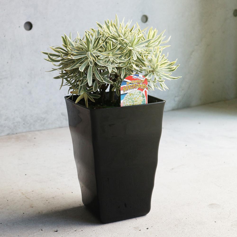 ユーフォルビア タスマニアンタイガー【花苗 6号角鉢大苗／お買い得2個セット】