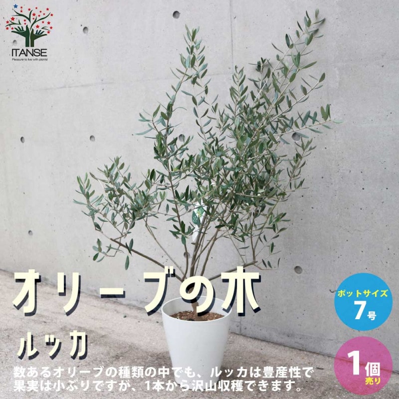 オリーブの苗木 ネバディロブランコ【果樹苗／5号ポット挿し木苗／1個
