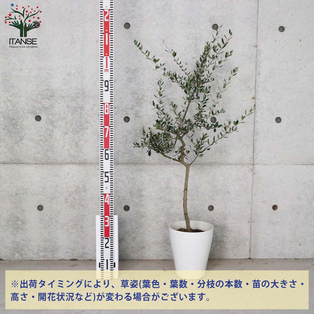 オリーブの苗木 フラントイオ【果樹の苗木 7号白テーパード鉢／1個売り