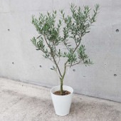 オリーブの苗木 シプレッシーノ【果樹の苗木 7号白テーパード鉢／1個売り】|オリーブ|植木・花木