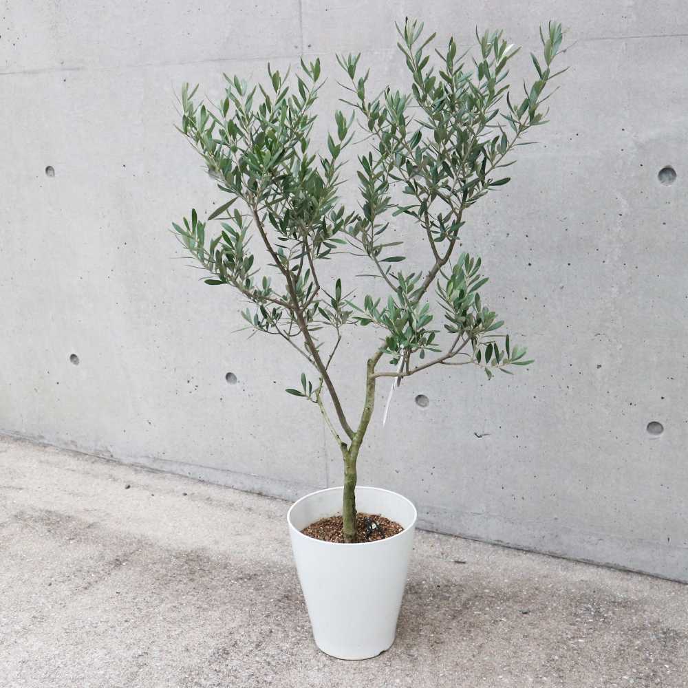 オリーブの木　シプレッシーノ オリーブ シプレッシーノ 【果樹の苗木 5号／1個売り】｜ 【植物