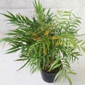 マホニア コンフーサ 【庭木 5号ポット苗 花木・常緑低木苗／1個売り】|植木・花木
