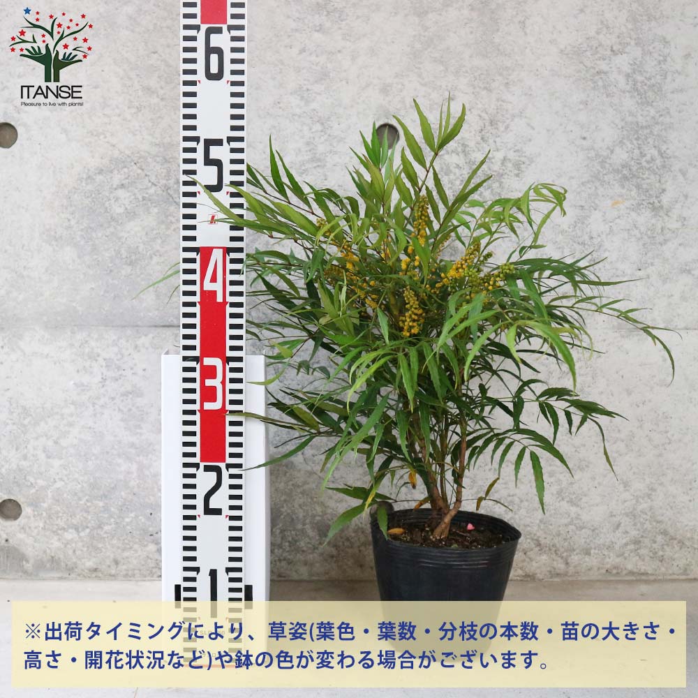 マホニア コンフーサ 【庭木 5号ポット苗 花木・常緑低木苗／1個売り