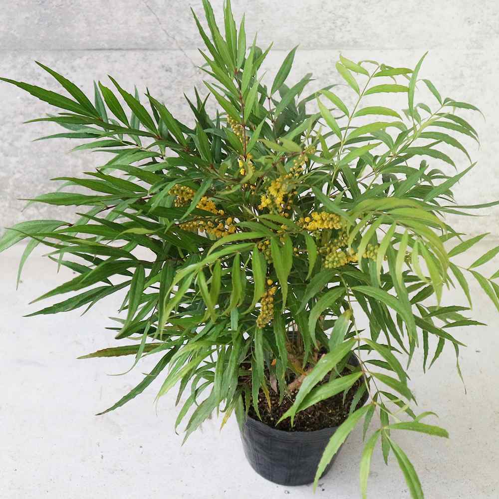 マホニア コンフーサ 【庭木 5号ポット苗 花木・常緑低木苗／1個売り】