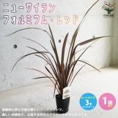 ニューサイランの苗・フォルミウム・レッド（入才蘭）【庭木 3号ロングポット苗 多年草カラーリーフ・オーナメンタルプランツ苗／1個売り】|植木・花木