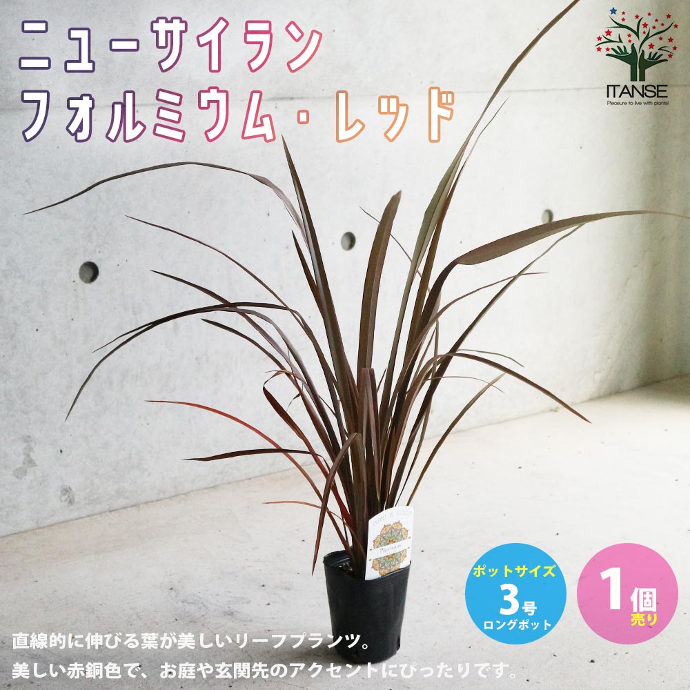 ニューサイランの苗・フォルミウム・レッド（入才蘭）【庭木 3号ロングポット苗 多年草カラーリーフ・オーナメンタルプランツ苗／1個売り】