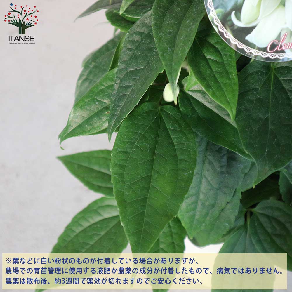 観葉植物　クレマチス　アンスエンシス耐寒 冬咲きクレマチス『アンスンエンシス』育て方付き：[予約受付] e花屋