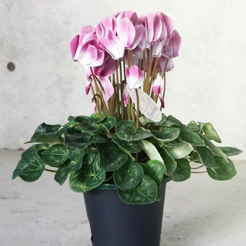 イランイランの木【花木 5～6号鉢／1個】｜ 【植物のITANSE