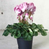 シクラメン・エレガントレディー バイカラー【花苗 5号 底面給水鉢 開花株／1個売り】|植木・花木