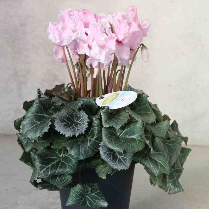 シクラメン・スワン【花苗 3.5～4号ポット苗】｜ 【植物のITANSE