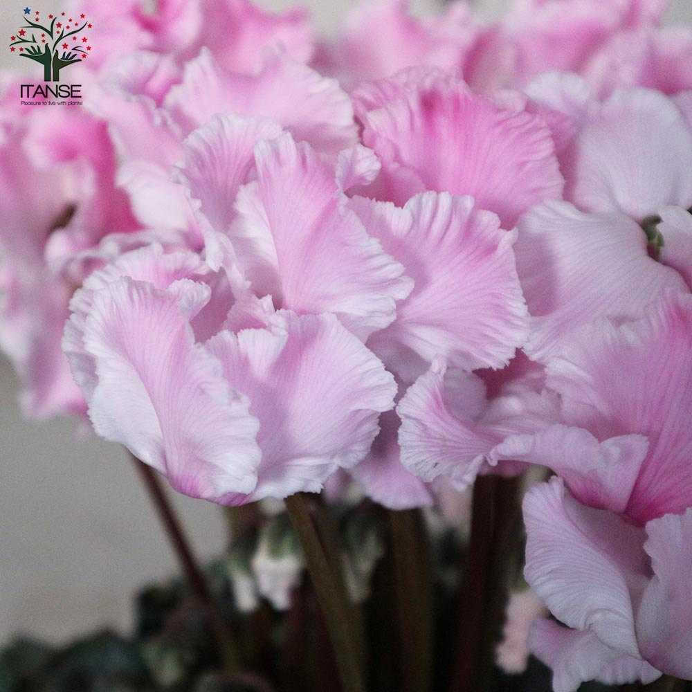 シクラメン・プリティ・プリンセス・フレグランス ピンク【花苗 5号