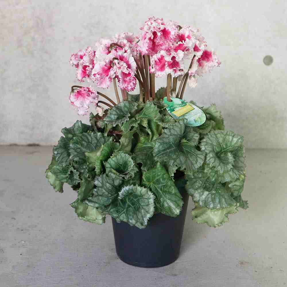 シクラメン・プリマドンナ ワイン【花苗 5号 底面給水鉢 開花株／1個売り】