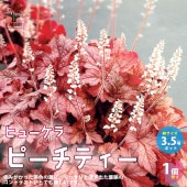 ヒューケラ・ピーチティー 【花苗 3.5号ポット苗 カラーリーフ・多年草／1個売り】|植木・花木