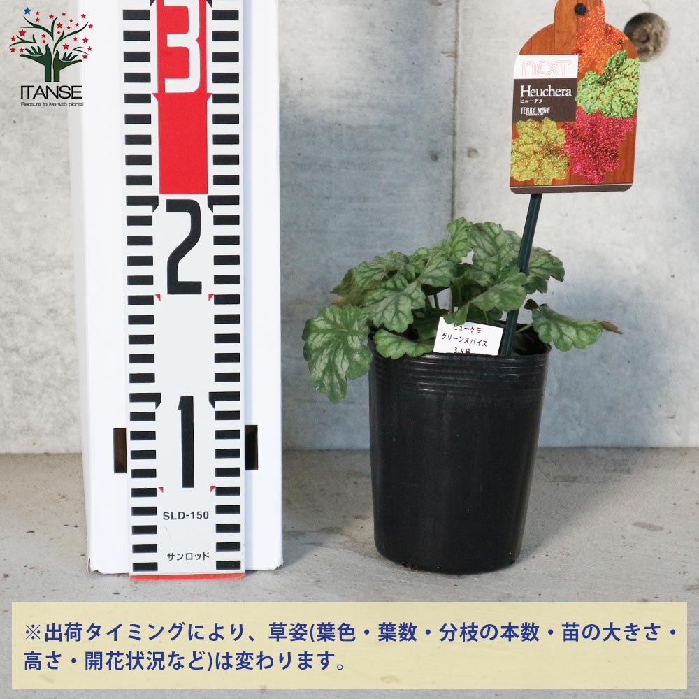 ヒューケラ・グリーンスパイス【花苗 3.5号ポット苗 カラーリーフ