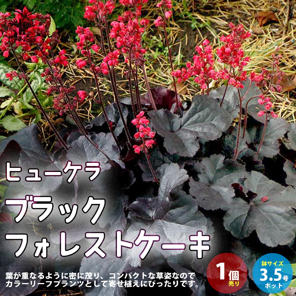 ヒューケラ・ブラックフォレストケーキ【花苗 3.5号ポット苗 カラー 