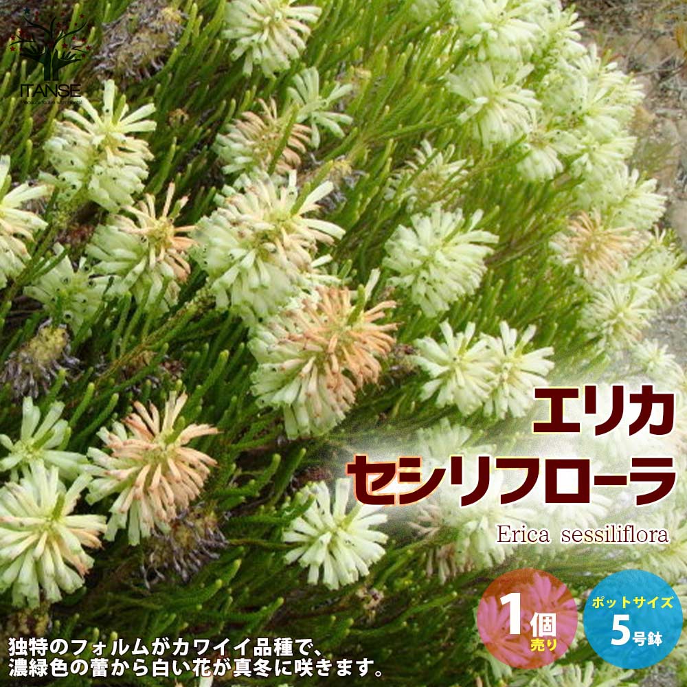 エリカ・セシリフローラ【花苗 5号黒鉢／1個売り】