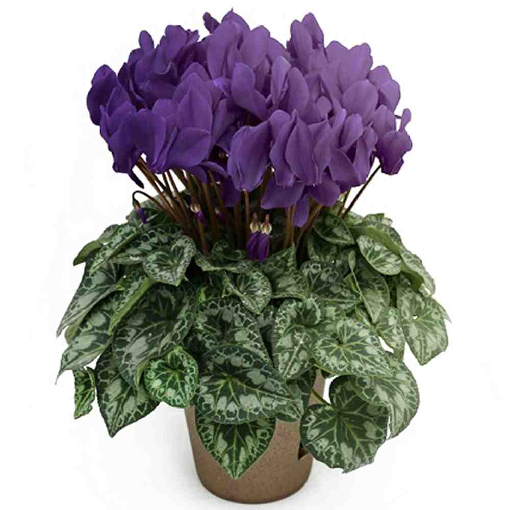 シクラメン・瑠璃玉【花苗 5号 底面給水鉢 開花株/1個売り】