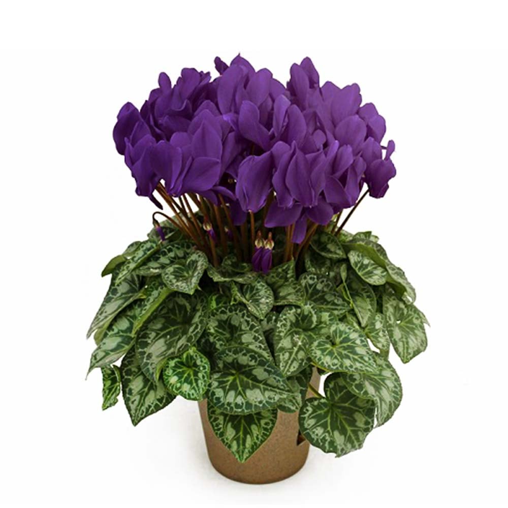 シクラメン・瑠璃玉【花苗 5号 底面給水鉢 開花株／1個売り】