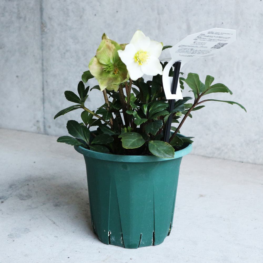 クリスマスローズ HGC パウロ【花苗 5号鉢／1個売り】