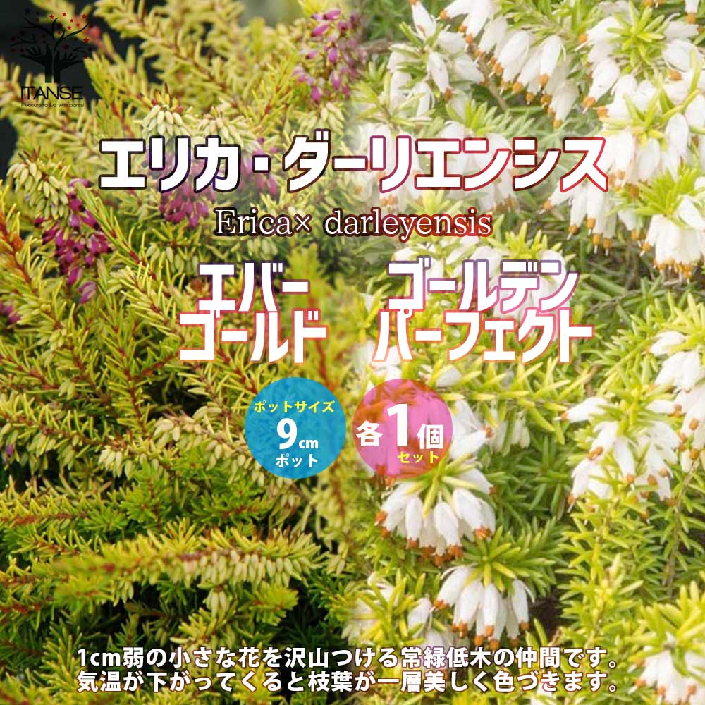 エリカ ダーリエンシス エバーゴールド・ゴールデンパーフェクト各1種【花苗 9cmポット苗／お買い得2個セット】