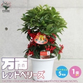 万両 洋種万両 レッドベリーズ【庭木 5号鉢／1個売り】|植木・花木