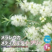 メラレウカ・メディカルティーツリー【庭木 6号 庭園樹木・ハーブ／1個売り】|植木・花木