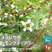 メラレウカ・レモンティーツリー【庭木 6号 庭園樹木・ハーブ／1個売り】|植木・花木