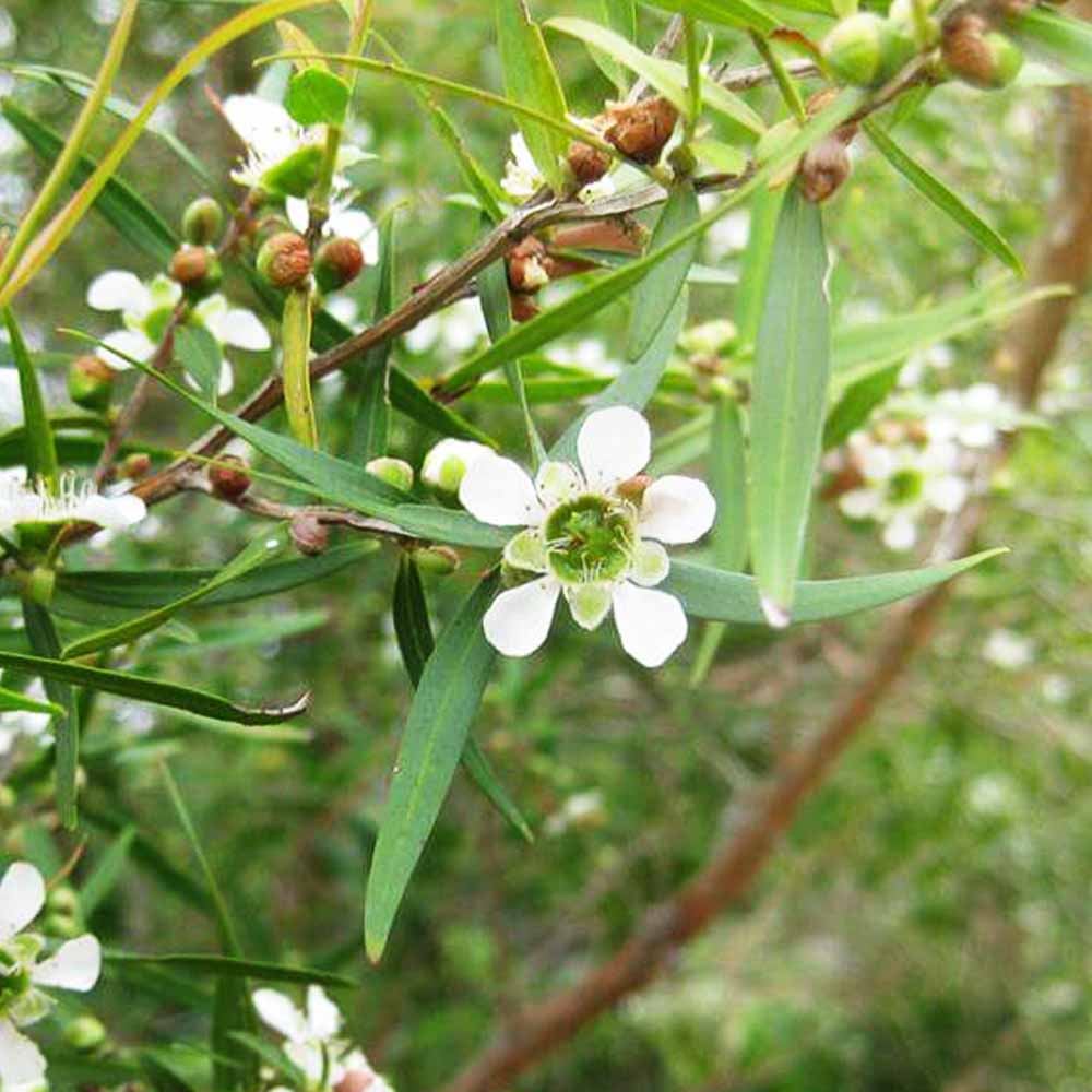 メラレウカ・レモンティーツリー【庭木 6号 庭園樹木・ハーブ／1個売り】
