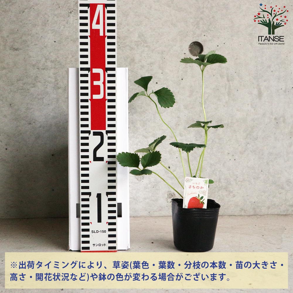 イチゴ苗 さちのか　9cmポット 300本 フリー苗から採取 いちごの苗 品種：さちのか 2個～【野菜の苗 9cmポット苗