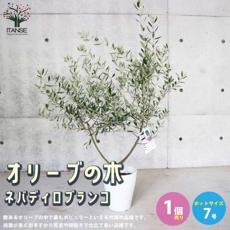 オリーブの苗木 品種：ネバディロブランコ【果樹の苗 木 6号鉢M