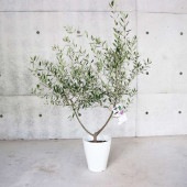 オリーブの苗木 ネバディロブランコ 【果樹の苗木 7号白テーパード鉢／1個売り】|オリーブ|植木・花木