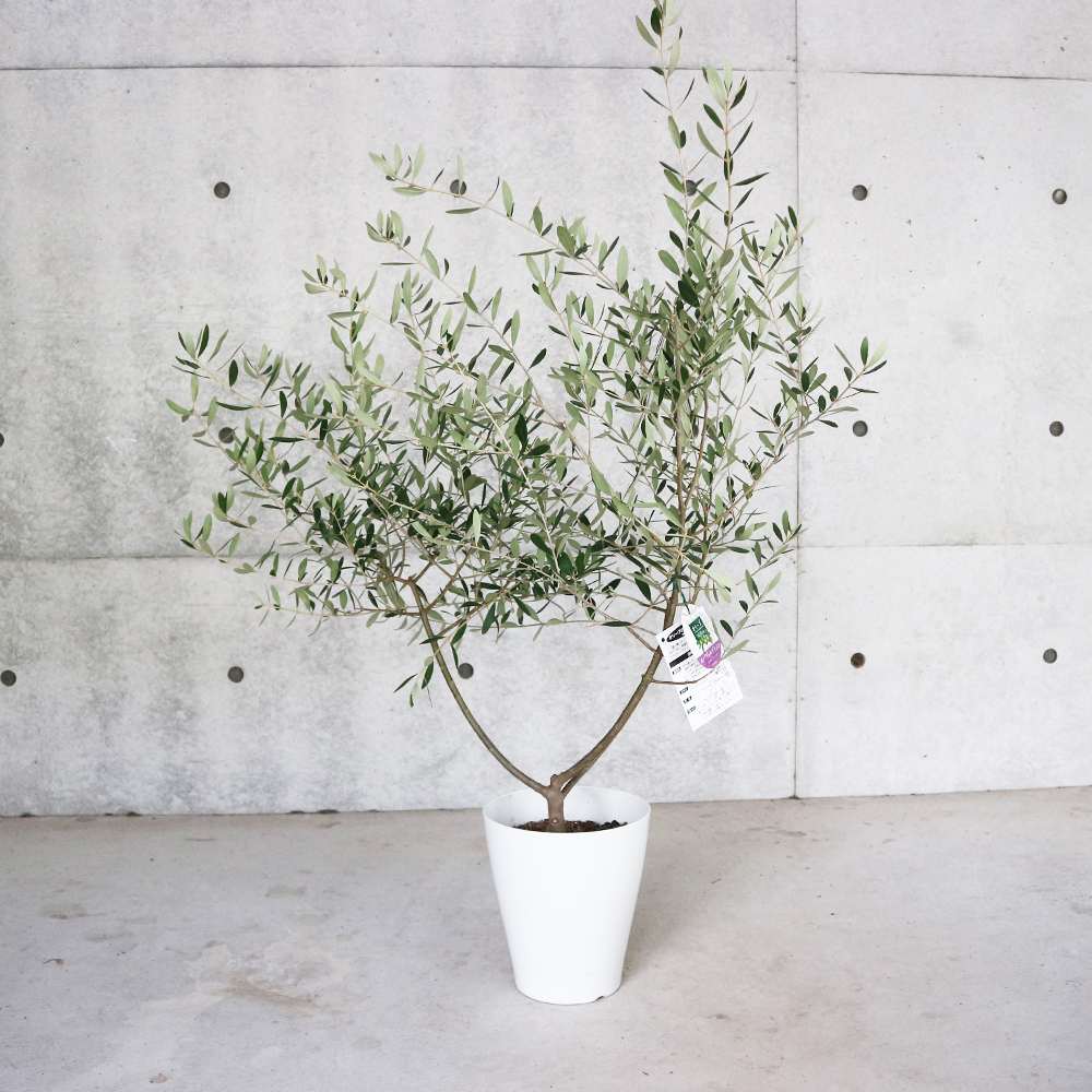 オリーブネバディロブランコ　naturalgardenホワイトテラコッタ鉢植え苗 オリーブネバディロブランコ naturalgardenホワイトテラコッタ