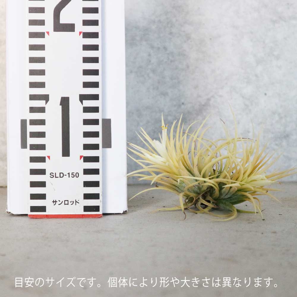 エアープランツ チランジア イオナンタ アルビノ Lサイズ【エア