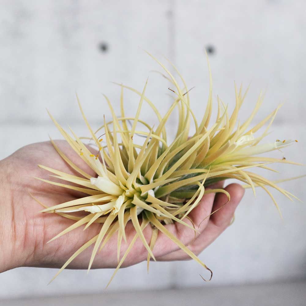 エアープランツ チランジア イオナンタ アルビノ Lサイズ【エア