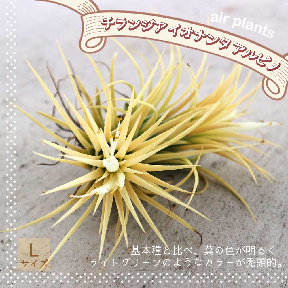 エアープランツ チランジア イオナンタ アルビノ Lサイズ【エア